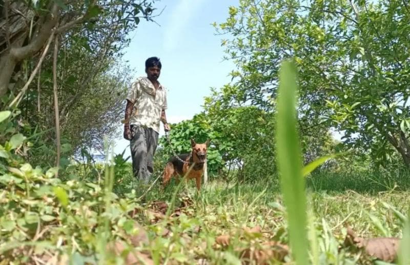 Karena mahal dan terkadang dicuri, Sankalp sampai memelihara anjing penjaga dan menyewa petugas keamanan. (marketshockers)