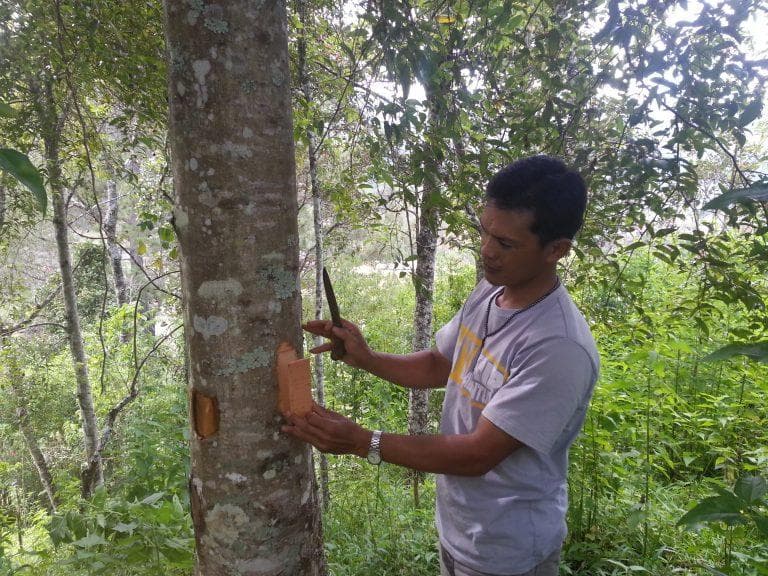 Segini ukuran pohon kayu manis. (narashakti.org)