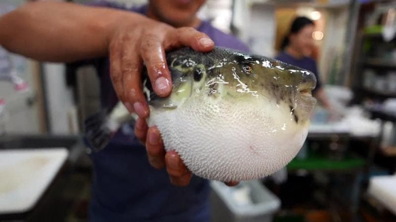 Ikan buntal bisa dimakan, tapi butuh pengolahan khusus untuk menghilangkan racunnya. (Daily Motion)