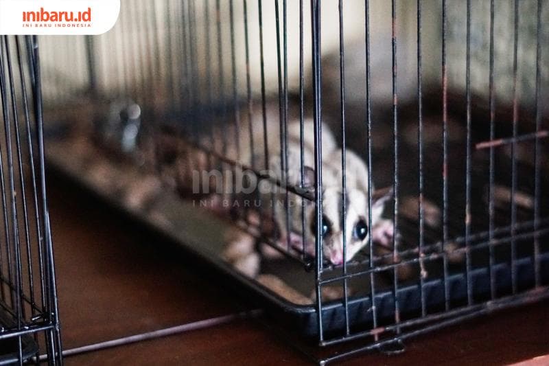 Pandemi Melonjak, Peminat Sugar Glider Makin Banyak