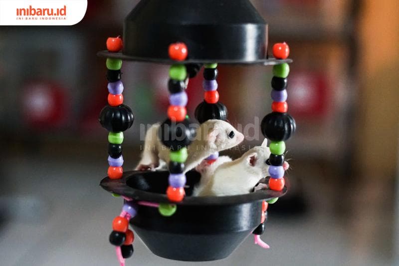 Banyak anak-anak menyukai sugar glider lantaran penampilannya yang menggemaskan. (Inibaru.id/ Bayu N)