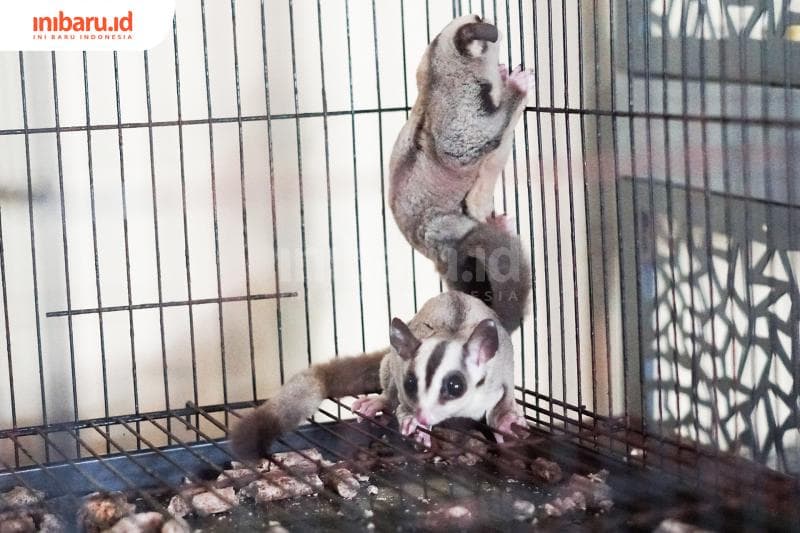 Sugar Glider, Penyuka Manis dari Tanah Papua yang Lincah dan Manja
