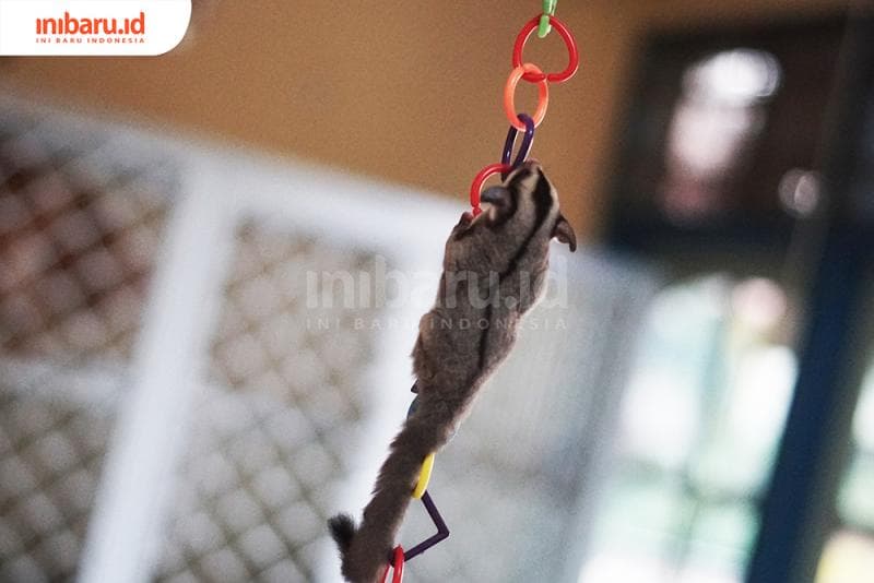 Selain ramah dengan manusia, sugar glider juga punya tingkah polah yang lucu, lo. (Inibaru.id/ Bayu N)