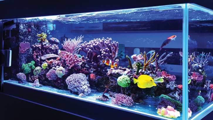 Memandang aneka biota laut bisa menghilangkan stres. (Central Florida Lifestyle via Rumah)