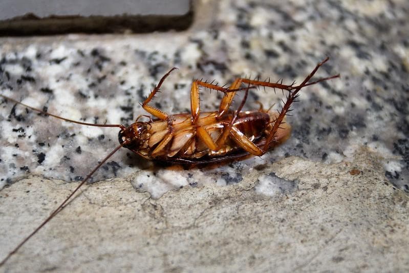 Ngeri, Begini Jadinya Kalau Kecoak Musnah dari Muka Bumi!