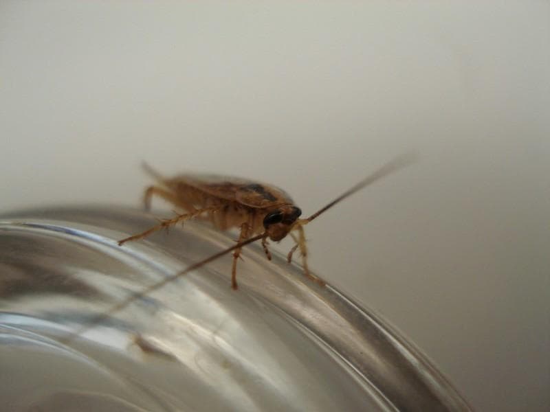 Kecoak punya peran besar dalam keseimbangan alam. (Flickr/

Sarah Camp)