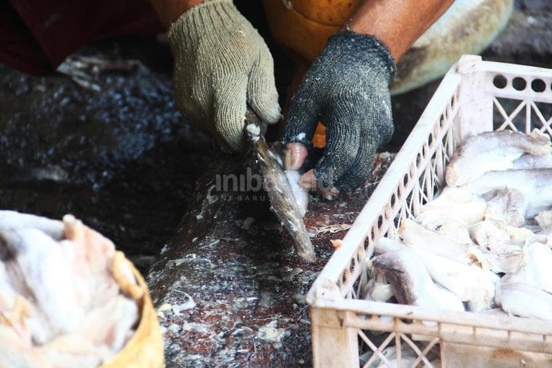 Proses pemotongan ikan.<br>