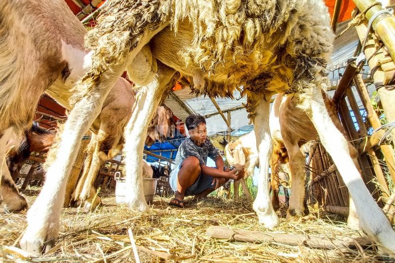 Pedagang memberikan makan ke hewan ternaknya.<br>