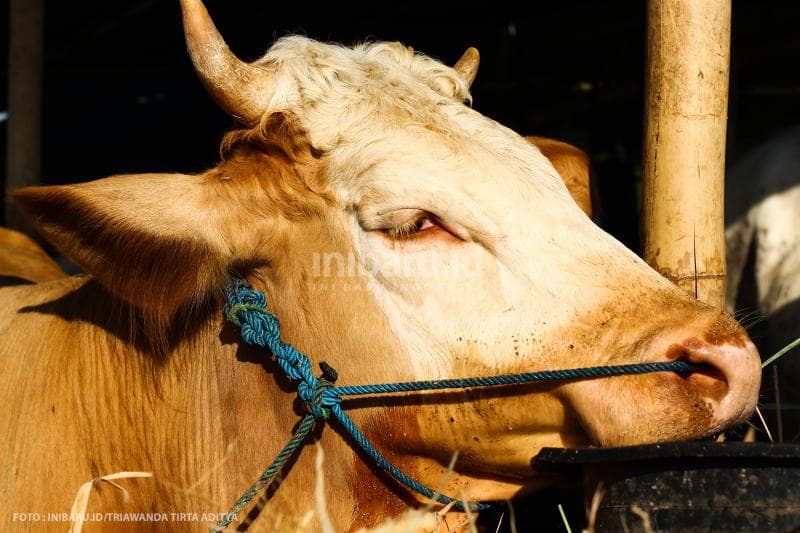 Sapi berbobot 300 kilogram yang sudah di-booking pembeli.<br>