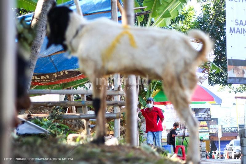 Suasana tempat penjualan hewan kurban di Jalan Tirto Agung, Tembalang, Semarang<br>