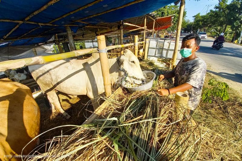 Suasana tempat penjualan hewan ternak diJjalan Dewi Sartika.<br>
