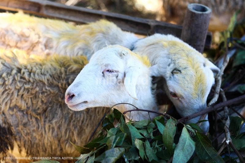 Nggak cuma kambing dan sapi, domba juga jadi primadona untuk dijadikan hewan ternak.<br>