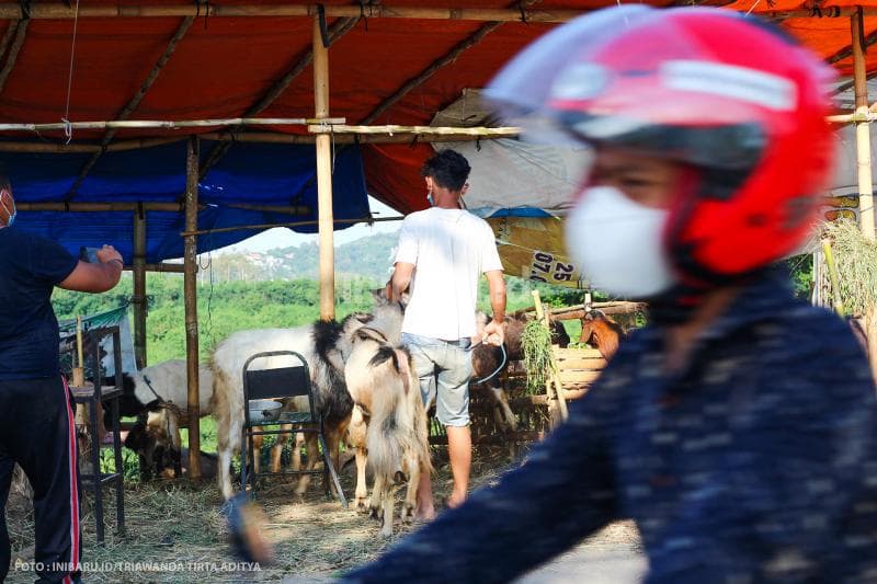 Berjualan di pinggir jalan masih menjadi cara yang tepat untuk berdagang hewan ternak.<br>