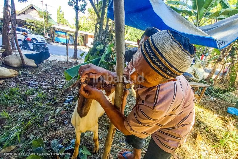 Penjual hewan ternak mengecek kesehatan kambing.<br>