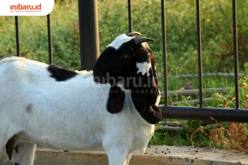Ilustrasi kambing untuk Iduladha. (Inibaru.id/ Triawanda Tirta Aditya)