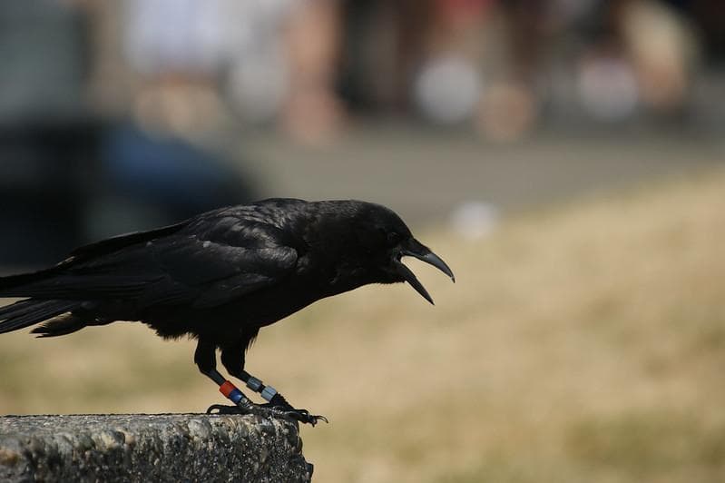 Gagak salah mengira Shiva membunuh anaknya sehingga dendam dan terus menyerangnya. (Flickr/Isa Sorensen)