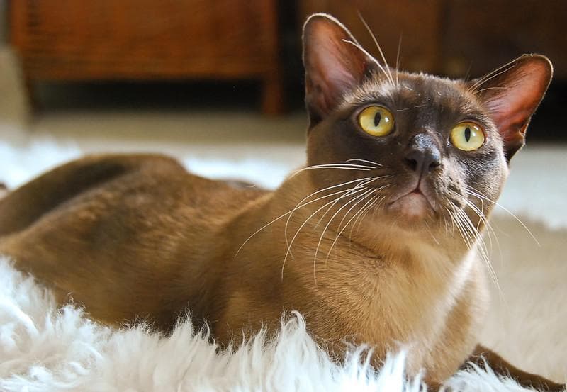 Kucing ras Burma. (Flickr/

Dee Bamford)