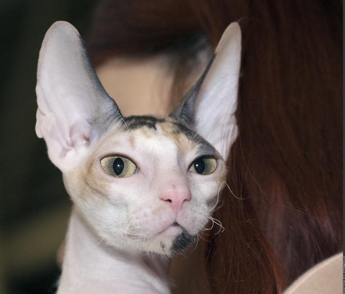 Kucing Cornish Rex/ (Flickr/

Nickolas Titkov)