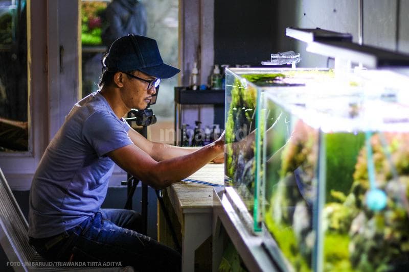 Edi tengah fokus membuat akuarium akuaskap di rumahnya.