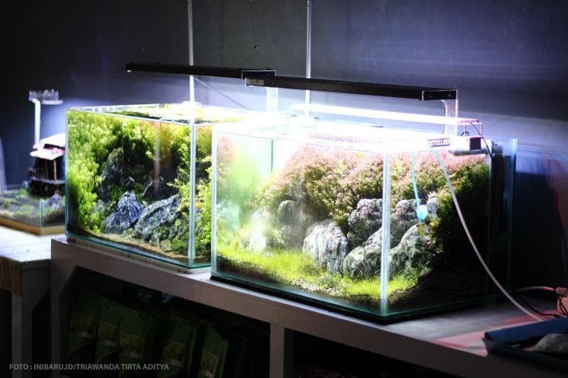 Beberapa contoh akuarium yang sudah jadi.