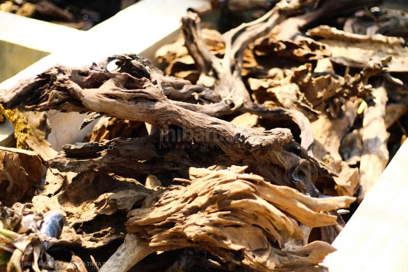 Potongan kayu yang menjadi bagian penting dalam menghias akuarium akuaskap.