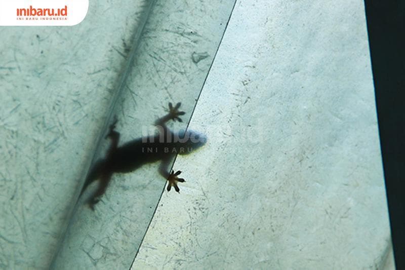 Uniknya Kotoran Cecak, Dari Warna Hitam Putih Hingga Mitos Bawa Sial