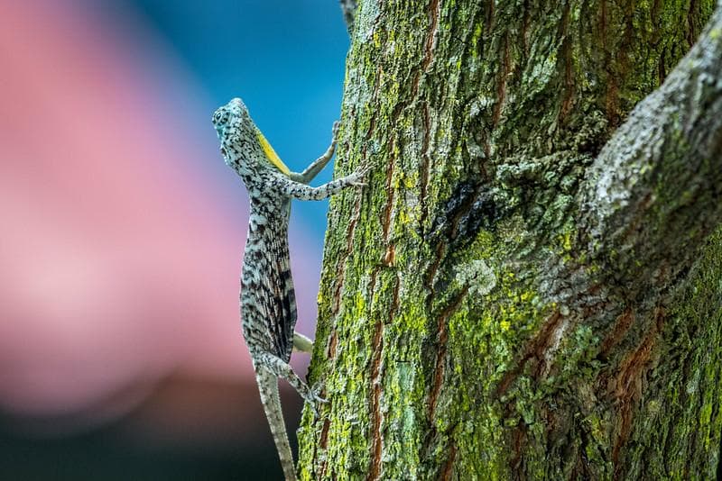 Kadal terbang draco lebih sering tinggal di atas pohon. (Flickr/

_paVan_)