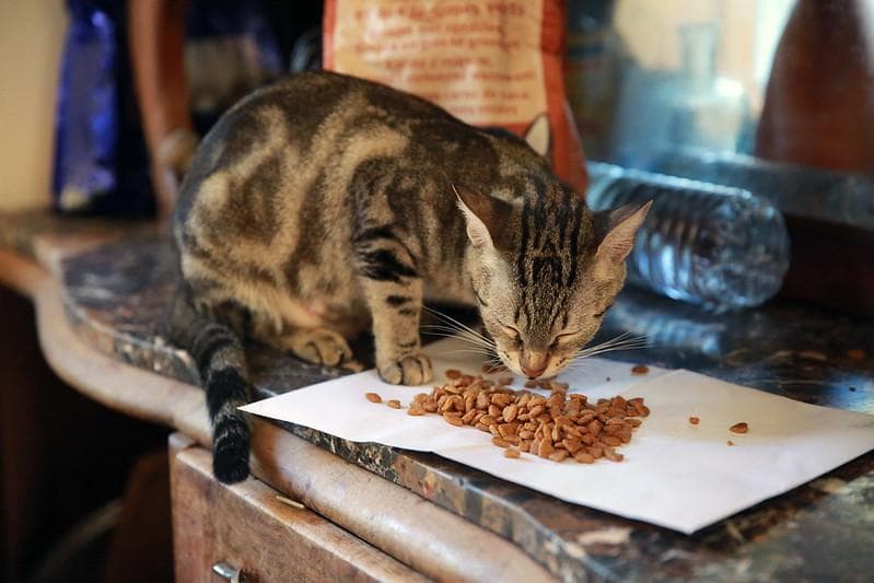 Makanan yang nggak boleh diberikan ke kucing. (Flickr/

Isabelle Blanchemain)