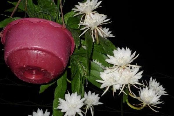 Wijayakusuma hanya mekar beberapa jam. (Flonimal via Juraganhobi)