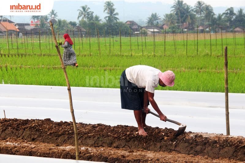 Cangkul, alat yang sering dipakai petani di Indonesia. (Inibaru.id/Triawanda Tirta Aditya)