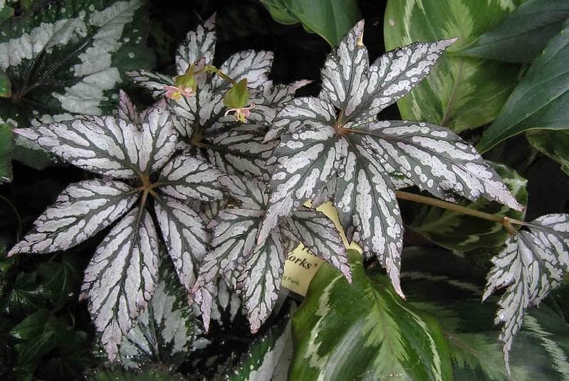 Tips Merawat Tanaman Hias Begonia, Nggak Ribet Kok