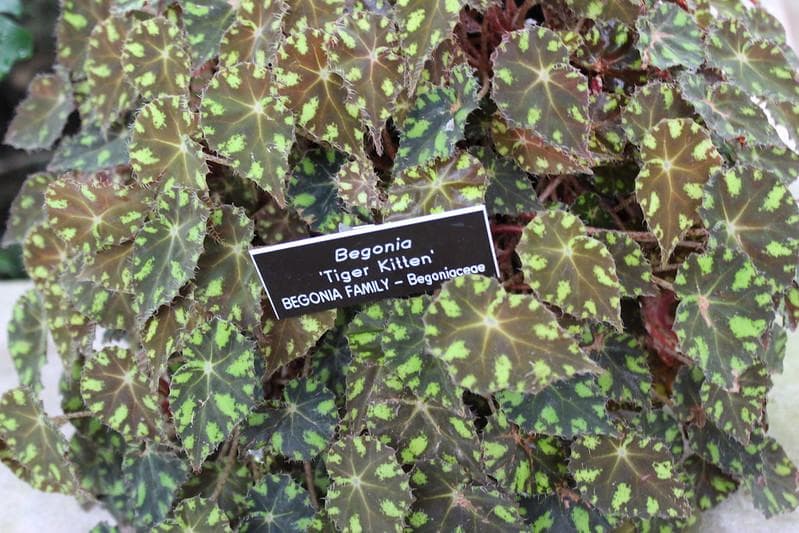 Tanaman hias begonia harus dirawat agar nggak mudah membusuk. (Flickr/

snoozetin)