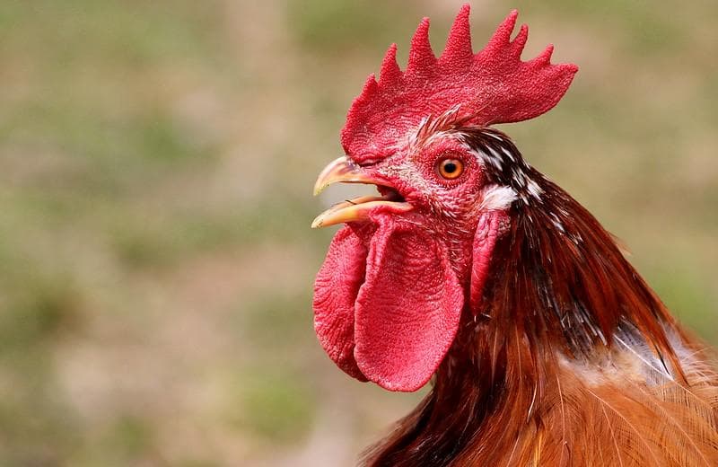 Meski Mendung di Pagi Hari, Kok Ayam Jantan Tetap Berkokok?