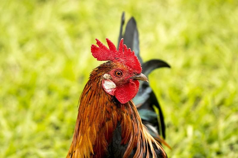 Meski mendung dan langit gelap, ayam jantan tetap berkokok di pagi hari karena dipengaruhi jam sirkadian. (Flickr/

Jim Bahn)