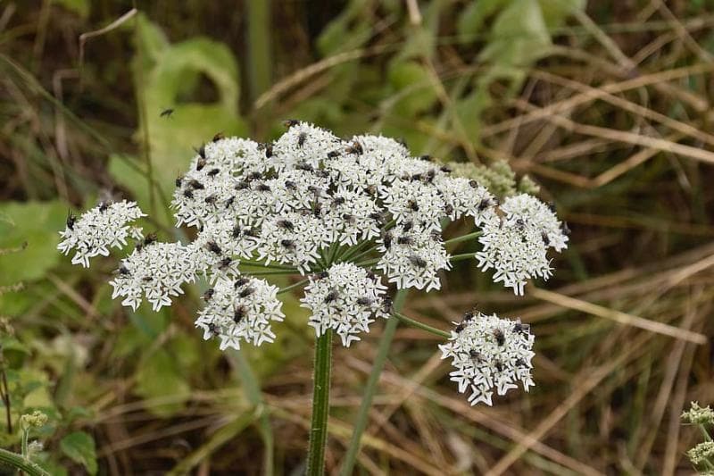 Hemlock sering ditemui di daerah lembap seperi rawa-rawa atau parit. (Pikist)