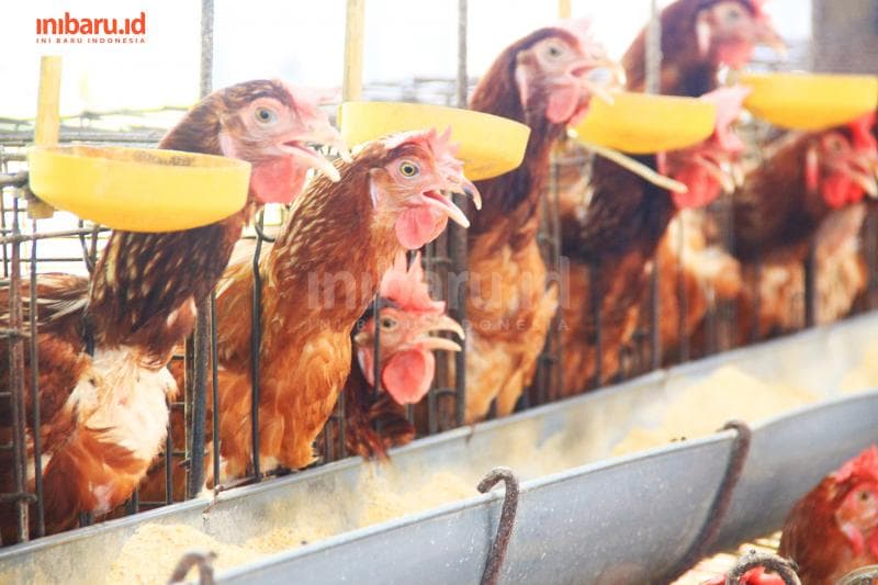 Sebanyak 30 persen peternak ayam di Jawa Tengah bangkrut. (Inibaru.id/Triawanda Tirta Aditya)