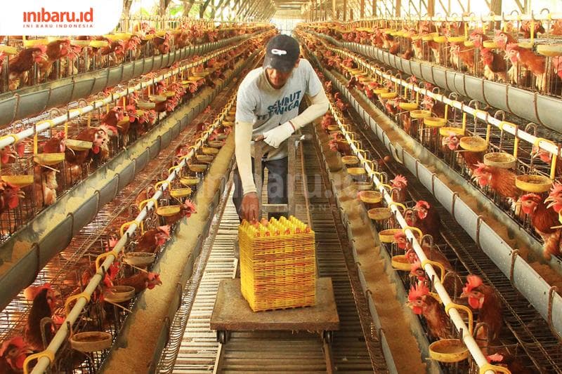 Peternak ayam kesulitan dengan harga pakan yang sangat tinggi dan nggak disubsidi oleh pemerintah. (Inibaru.id/Triawanda Tirta Aditya)