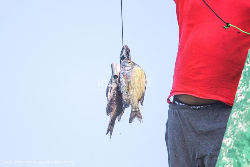 Beberapa ikan yang sudah ditangkap.