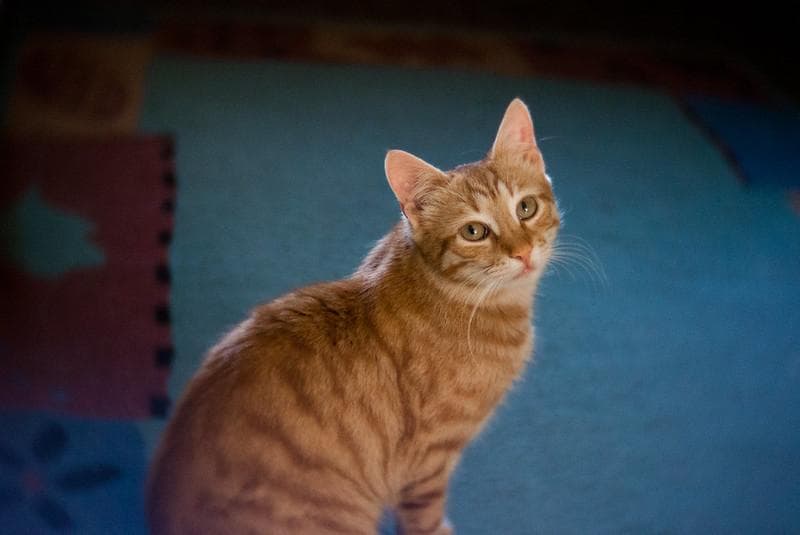 Beneran Nggak Sih Kalau Kucing Oren Pasti Jantan?