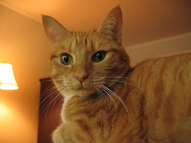 Kucing oren betina juga ada, lo. (Flickr/

Nate Steiner)