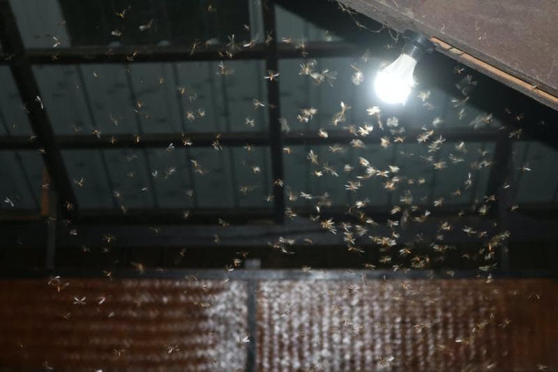 Laron Masuk Rumah? Begini Cara Mengusirnya