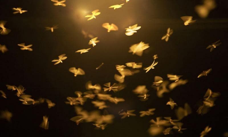 Laron bisa diusir atau dibasmi. (validnews)