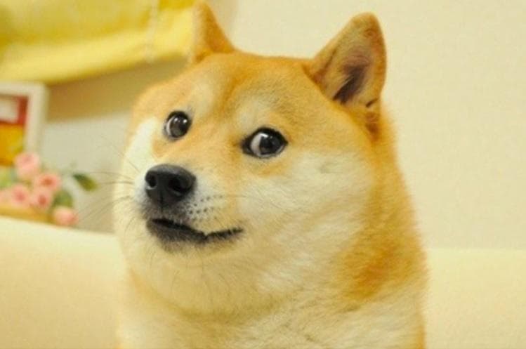 Shiba Inu sering wara-wiri di internet sebagai meme. (Kompas/Pinterest)