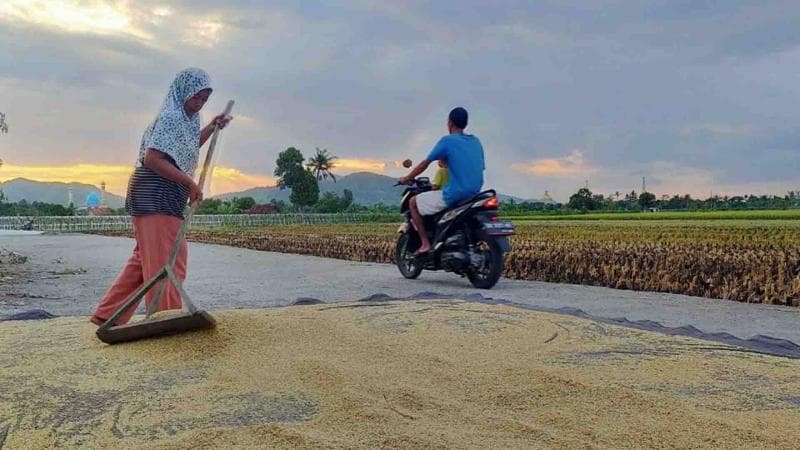 Tradisi Menjemur Gabah di Jalan, Boleh Diinjak Kendaraan Nggak, Sih?