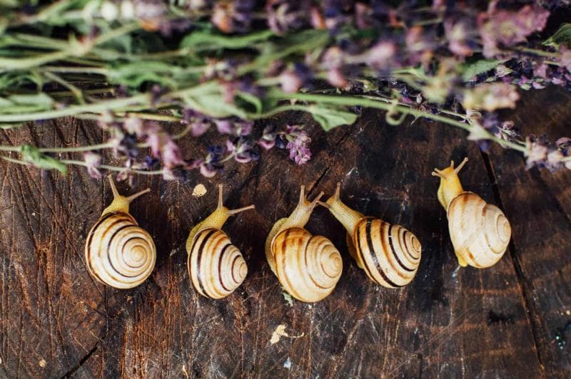 Keong hias Nerite Snail. (aquariadise)