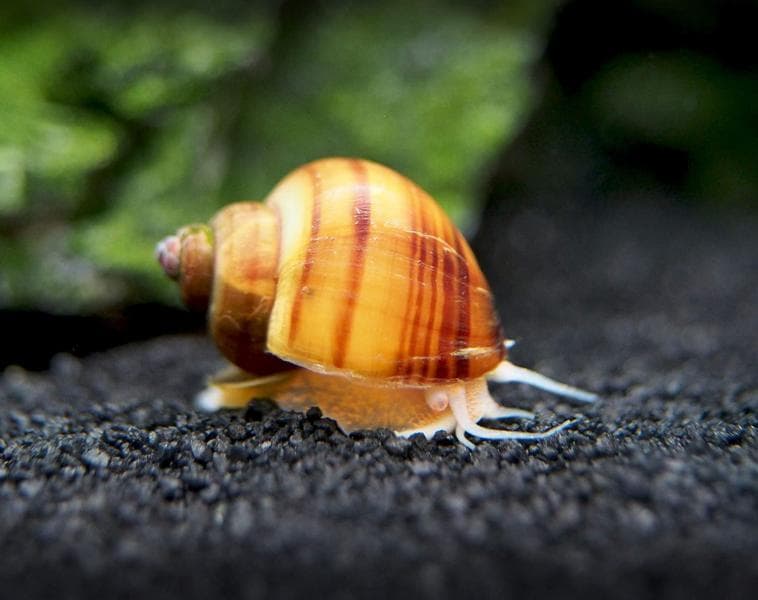 Mystery Snail, cocok dijadikan keong hias. (thesocialstudies.co)