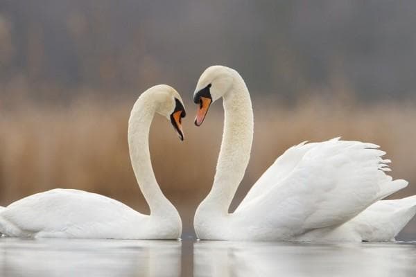 Angsa hewan yang setia. (Shell-me.com via IDNTimes)