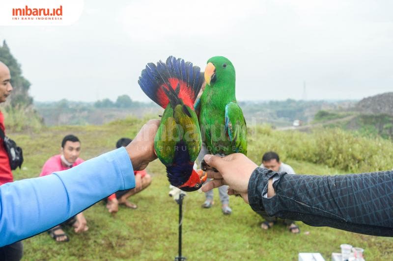 Dua burung Free Fly jenis nuri kepala hitam (kanan) dan nuri bayan (kiri). (Inibaru.id/Kharisma Ghana Tawakal)