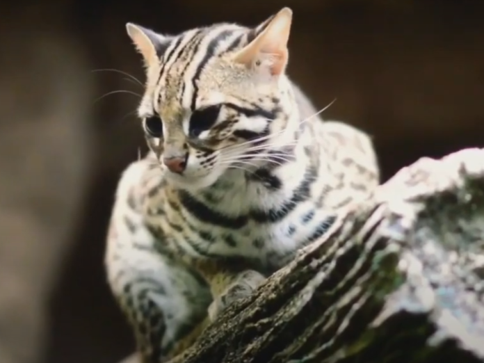 Blacan atau macan akar sekilas mirip kucing rumahan. (Ruparupa)