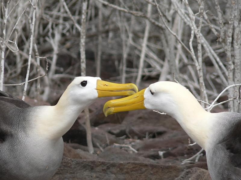 Gara-gara Perubahan Iklim, Banyak Pasangan Burung Albatross Bercerai!